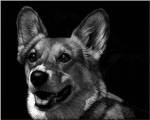 Canine Scratchboard XXIX by Julie Chapman
