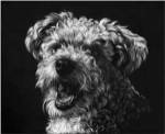 Canine Scratchboard XXV by Julie Chapman