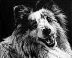 Canine Scratchboard XXVI by Julie Chapman