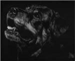 Canine Scratchboard XXVII by Julie Chapman