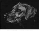 Canine Scratchboard XXVIII by Julie Chapman
