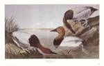 Canvasback Duck by John Woodhouse Audubon