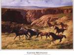 Canyon Mustangs by John Leone
