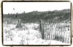 Cape May Lighthouse III by Laura Denardo