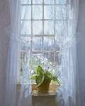 Cape Primrose (small) by Peter Poskas