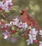 Cardinal with Apple Blossoms by William Vanderdasson