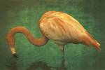 Caribbean Flamingo by Graffi*tee Studios