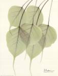 Cascading Bo Tree by Albert Koetsier