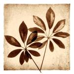 Cassava Leaves by Michael Mandolfo