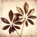 Cassava Leaves by Michael Mandolfo