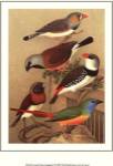 Cassel's Petite Songbirds I by Cassell