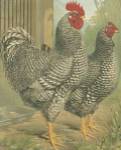 Cassell's Roosters II by Cassell