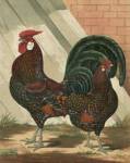 Cassell's Roosters V by Cassell