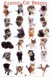 Cat Breeds by Yoneo Morita