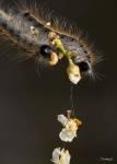 Catepillar On White Flower Buds by Gordon Semmens