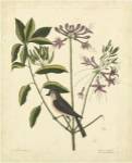 Catesby Bird & Botanical I by Mark Catesby