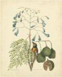 Catesby Bird & Botanical II by Mark Catesby