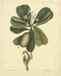 Catesby Bird & Botanical III by Mark Catesby