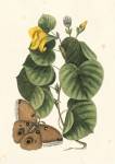 Catesby Butterfly and Botanical I by Mark Catesby