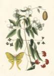 Catesby Butterfly and Botanical III by Mark Catesby