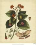 Catesby Moth, Pl. T91 by Mark Catesby