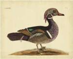 Catesby Summer Duck, Pl. T97 by Mark Catesby