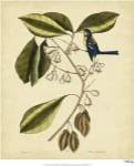 Catesby The Finch Creeper, Pl. T64 by Mark Catesby