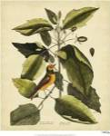 Catesby The Hood. Titmouse, Pl. T60 by Mark Catesby