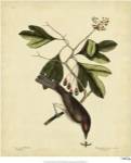 Catesby The Tyrant, Pl. T55 by Mark Catesby