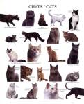 Cats by Atelier Nouvelles Images