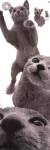 Cats - Russian Blue by Yoneo Morita