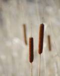 Cattails by Stephen Mitchell