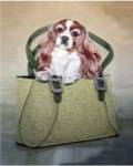 Cavalier and Carry by Carol Dillon