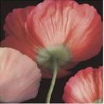 Celebration I by S.G. Rose