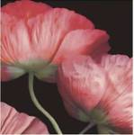 Celebration II by S.G. Rose