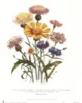 Centaurea Crocadylium by Jane W. Loudon