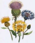 Centaurea Montana by Jane W. Loudon