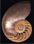 Chambered Nautilus by Harold Feinstein