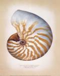 Chambered Nautilus by Richard Van Genderen