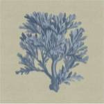 Chambray Coral IV by Vision Studios