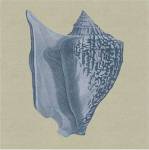 Chambray Shells I by Vision Studios