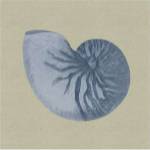 Chambray Shells II by Vision Studios