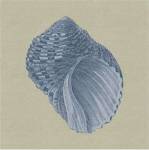 Chambray Shells III by Vision Studios
