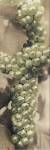 Chardonnay by Alan Blaustein