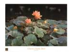 Charles emile Heil - Lotus Size 31.5x23.75 by Charles Emile Heil