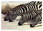Charles L. Berry - Four Zebras Drinking Size 17x13 by Charles Berry