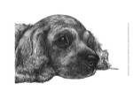 Charlie the Cocker Spaniel by Beth Thomas