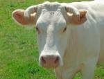 Charolais Cow by Alex Bartel / Danita Delimont