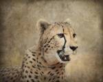 Cheetah by Jai Johnson