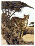 Cheetah Gazing by Charles Berry